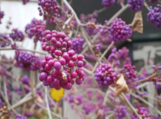 Beautyberry-min