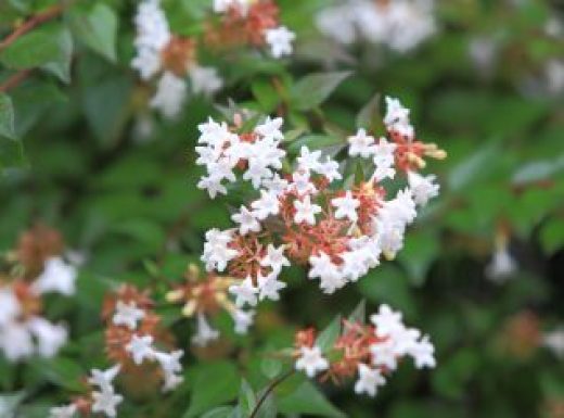 Abelia