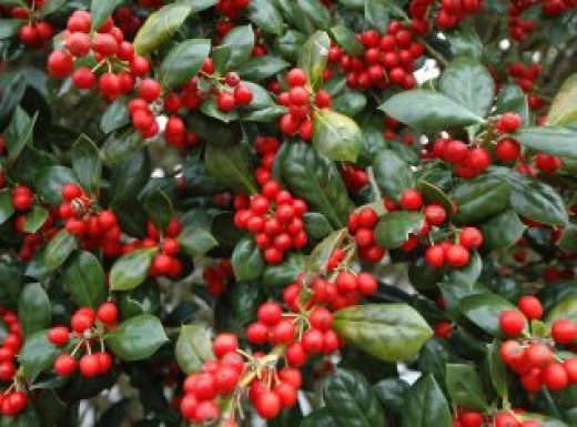 Holly (Ilex verticillata)