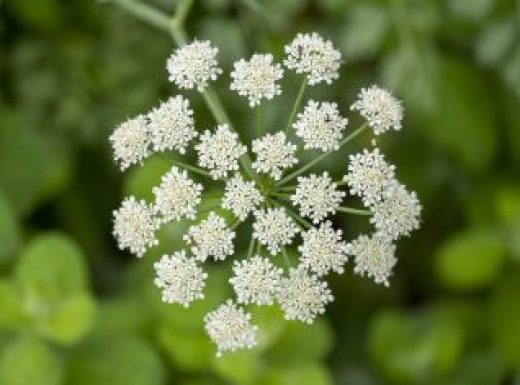 Anise flower field. Food and drinks ingredient. Fresh medicinal plant. Blooming anise field background on summer sunny day.