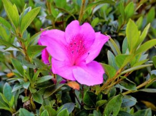 Beautiful pink color flowers of Rhododendron simsii also known as Azalea, Rhododendron, Pot Azalea.