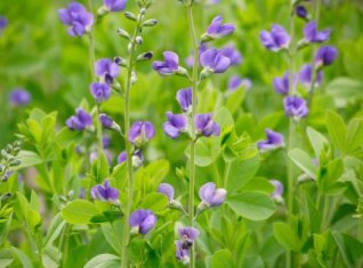 Baptisia