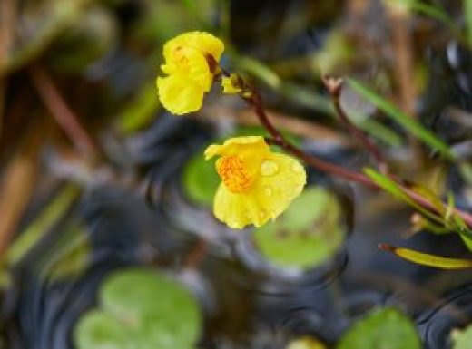 Utricularia vulgaris, a kind of carnivorous plant