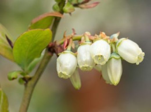 Blueberry, Vaccinium myrtillus