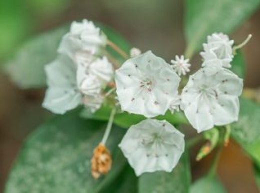 Bridalwreath Spirea