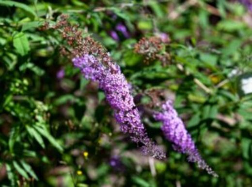 Butterfly bush