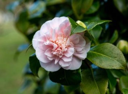 A close up of a Camellia Japonica in springtime, with a shallow depth of field