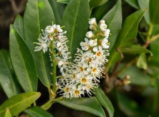 Macro shot of a blossom of the cherry laurel Laurocerasus