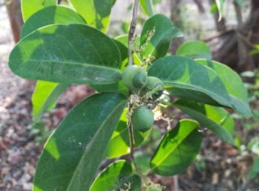 Chinese Privet