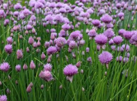 Chives