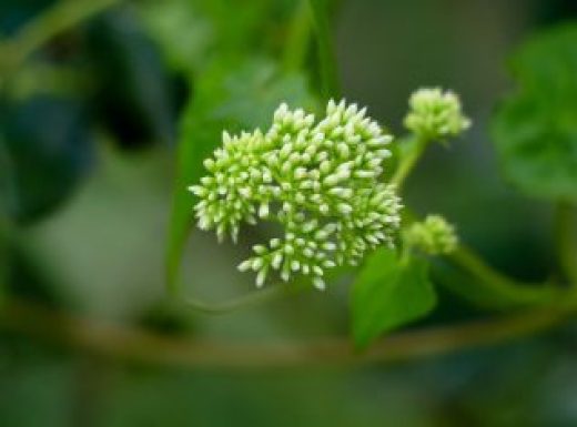 Climbing Hempweed