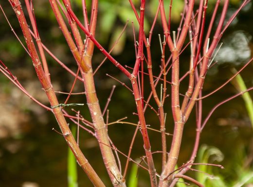 Acer Palmatum 'Sango Kaku'