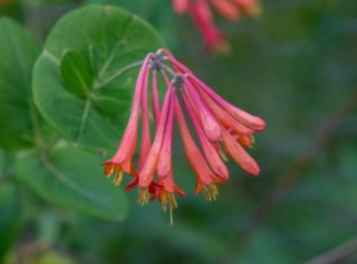 Coral honeysuckle flower bloom (Lonicera sempervirens) in garden spring summer time