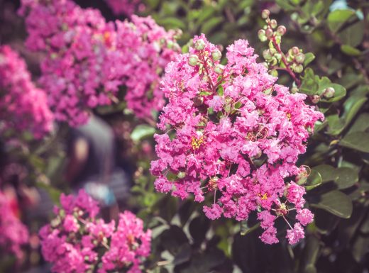 Crepe Myrtle