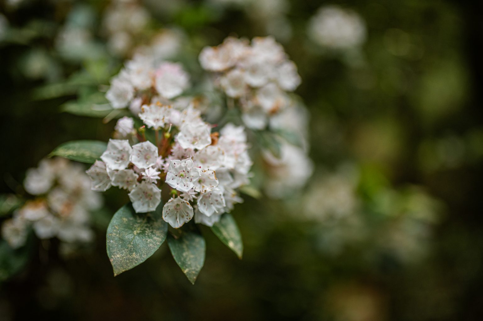 About - Kalmia Gardens