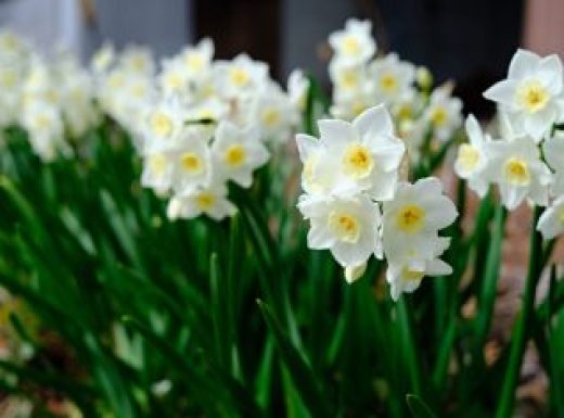 Yellowish white daffodils with yellow center.