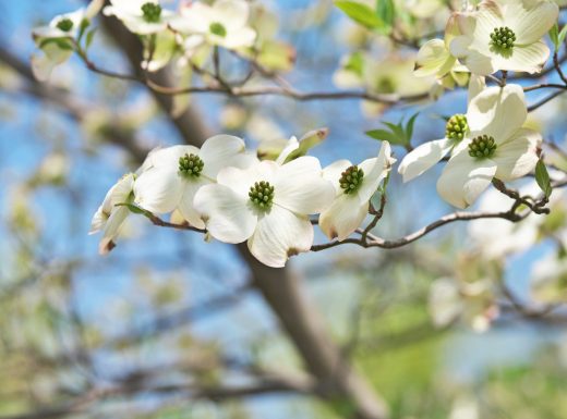 flowering dogwood