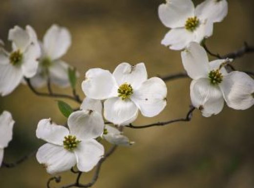 Dogwood flower