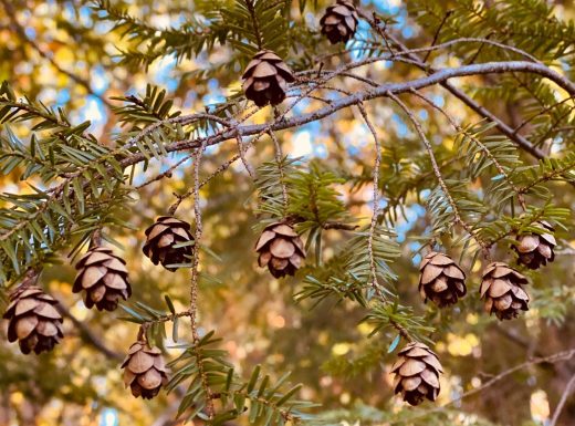 Tiny Pinecones on Eastern Hemlock Tree