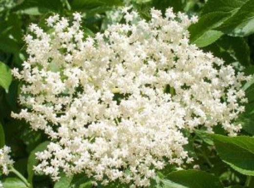 Elderberry