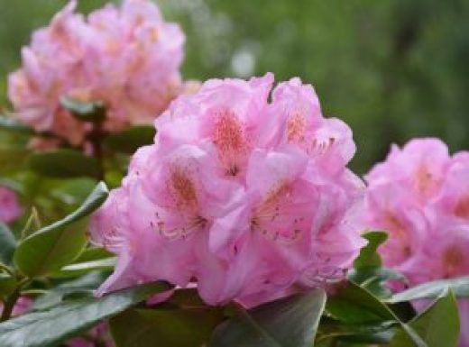 Gorgeous Clusters of Pink Rhododendron Flowers Blooming