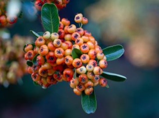 Orange red and yellow berries or pomes on a Pyracantha shrub with beautiful bokeh and room for copy space