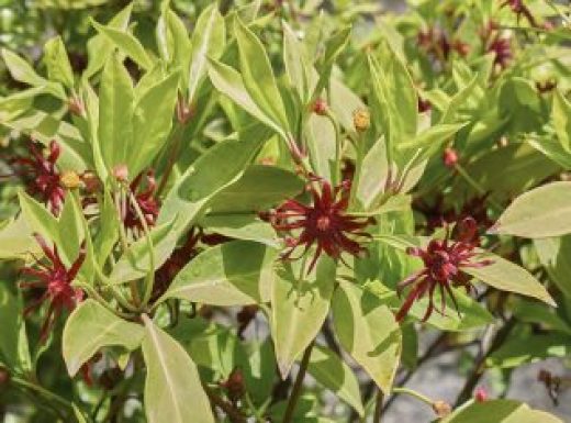 Illicium floridanum