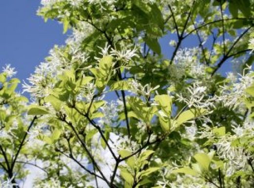 The beautiful white flowers