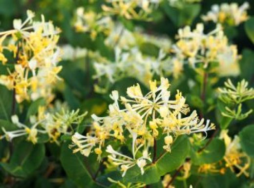 White yellow flowers Honeysuckle or Woodbine. Lonicera japonica, known as Japanese honeysuckle in the garden