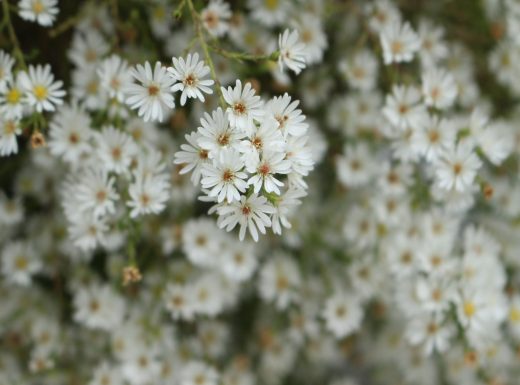 Frost Aster