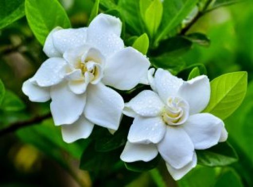 Gardenia