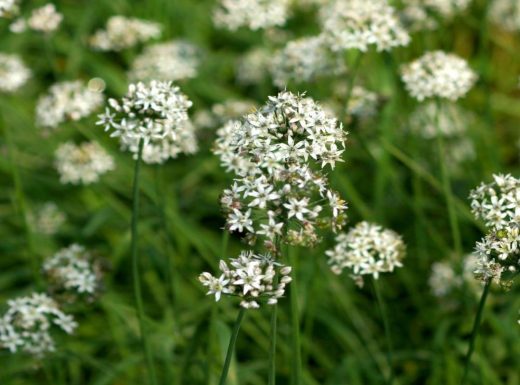 Garlic Chives