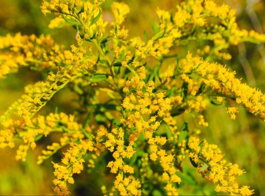 Goldenrod