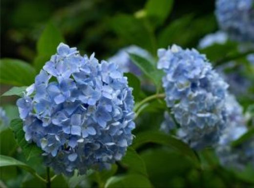 Japanese Blue Hydrangea