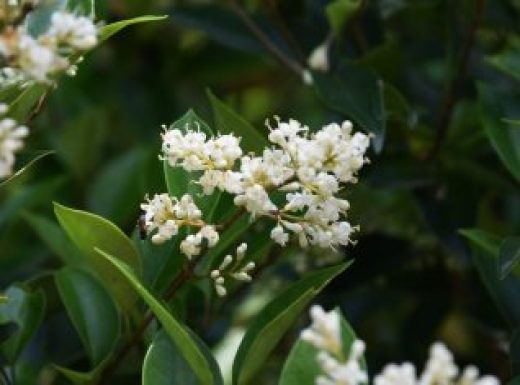 Japanese Privet