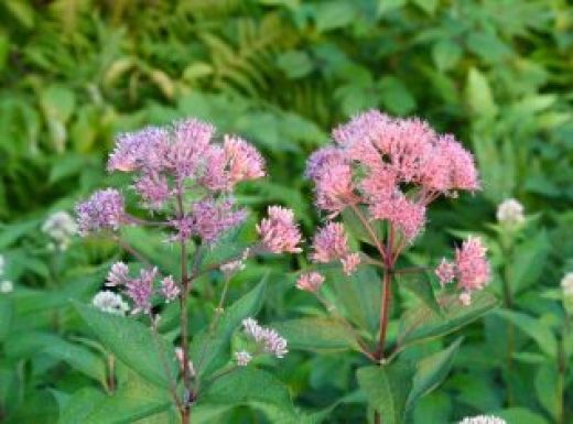 Joe Pye Weed