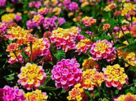 Lantana