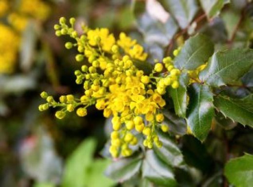 Oregon grape