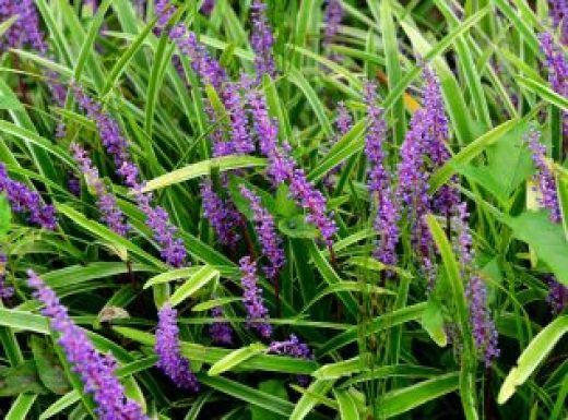 Lilyturf