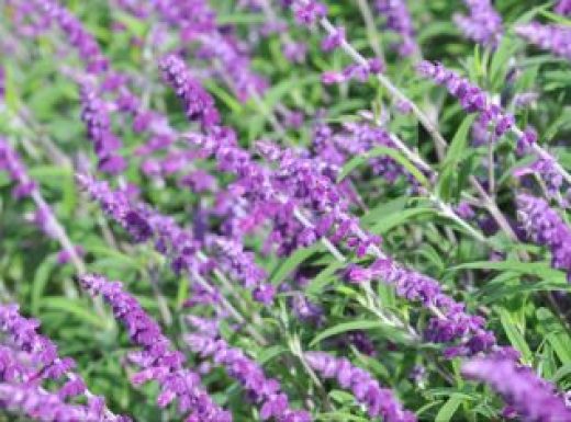 Mexican Sage