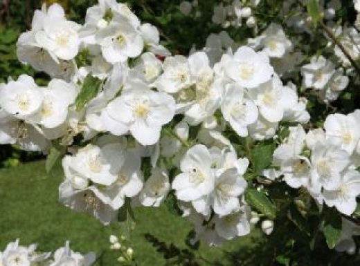 Mock Orange