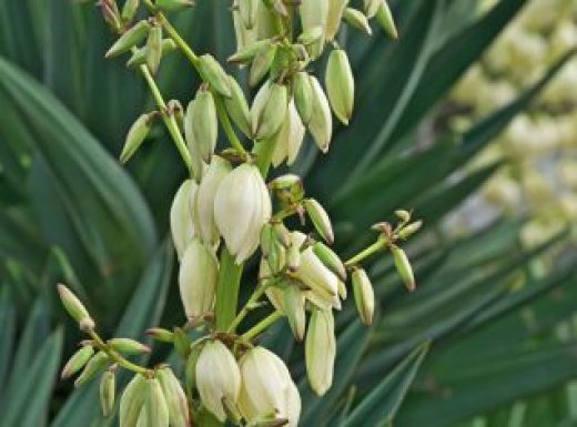 Mound-lily Yucca