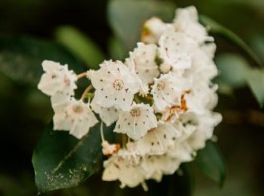 Mountain Laurel11