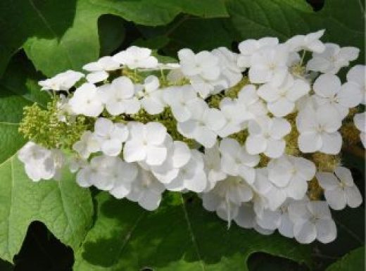 Oakleaf Hydrangea