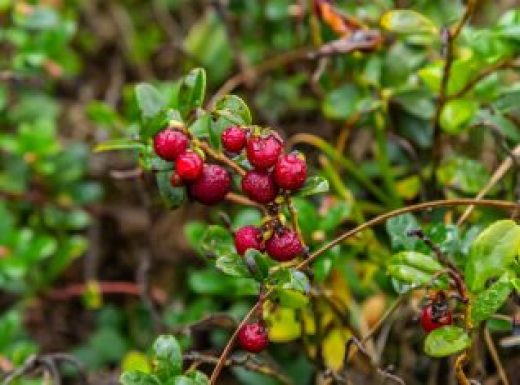 Partridgeberry