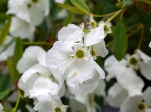 Flowers of a pearlbush, Exochorda racemosa