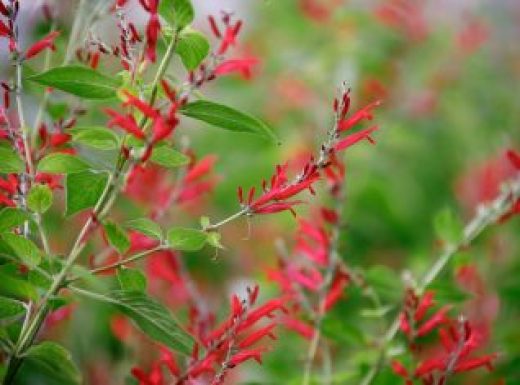 Pineapple Sage in Bloom