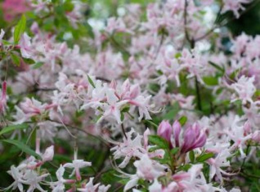 Pink Rhododendron Periclymenoides blooming in a garden