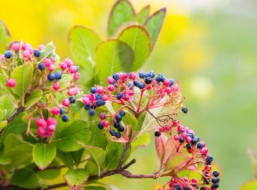 Possumhaw Viburnum