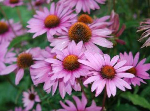 Purple Coneflower